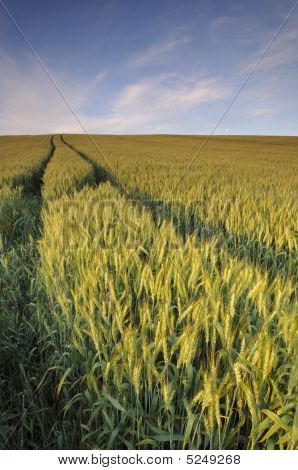 Weizenfeld