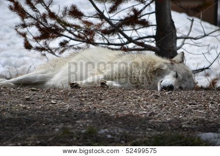 grey wolf in montana