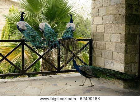 Few peacocks near building walking