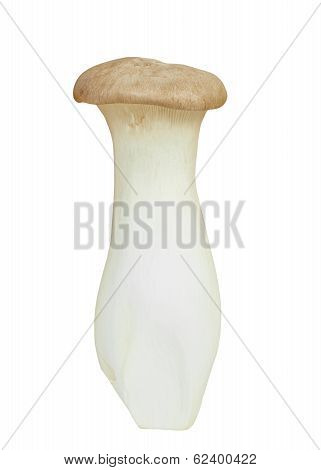 Mushroom Names Eringii