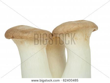 Mushroom Names Eringii