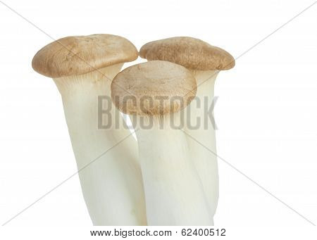 Mushroom Names Eringii