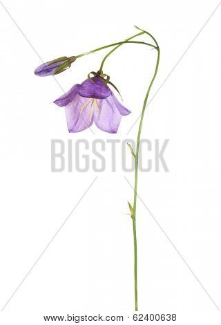 Bluebells isolated on white. 	Campanula rotundifolia 
