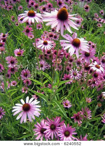 Pole Echinacea květiny
