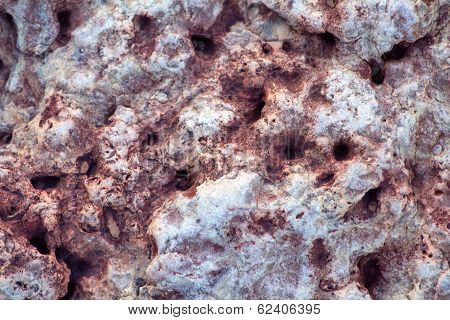 Invertebrate Fossils