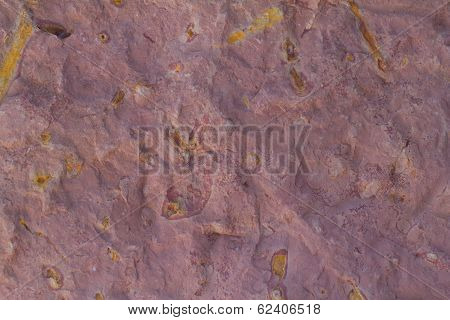 Invertebrate Fossils