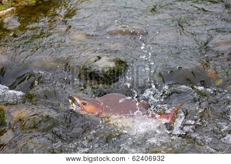 Humpback Salmon