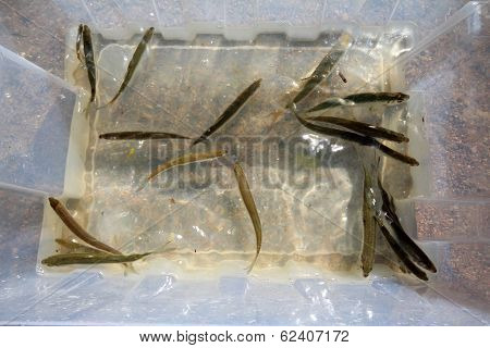 Small Fish