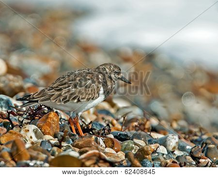 Turnstone