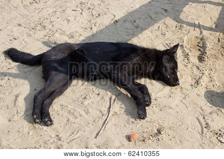 Black Dog Sleeps