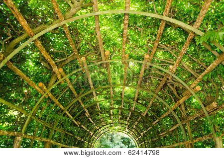 A Tunnel Of Greenery In Potsdam, Brandenburg, Germany