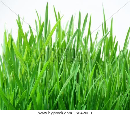 Grass_03