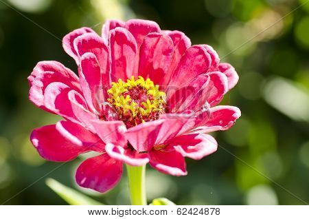 Beautiful Garden  Flower With A Blurred Background, Macro