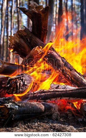 Bonfire in the fores