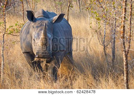 Rhino Charging