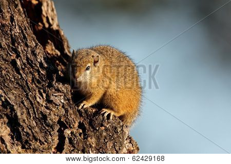Tree squirrel (Paraxerus cepapi) sitting in a tree, Kruger National Park, South Africa  