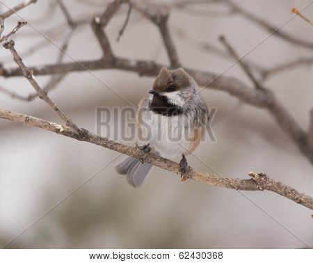 boreal chickadee
