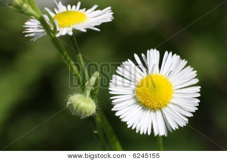 Daisy-kukka