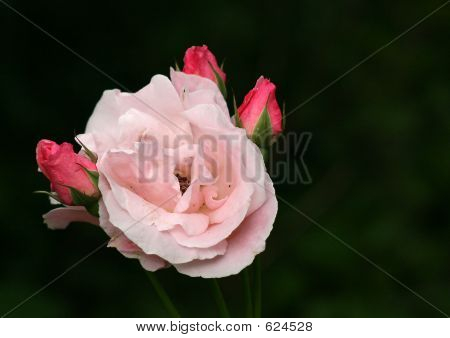Fiore