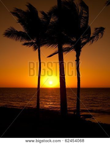 Palm trees at sunset