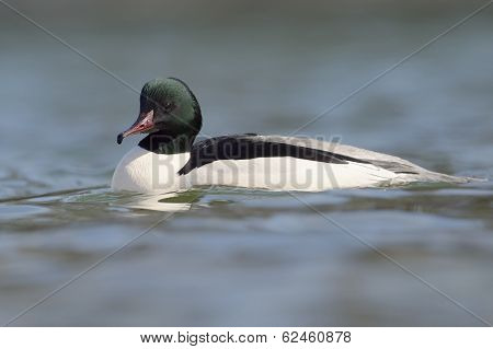 Common Merganser