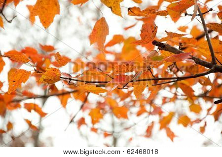 orange leaves