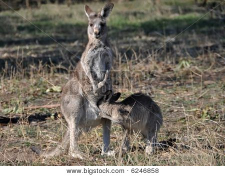 Klokan a Joey v přírodě reservce v Canbeře