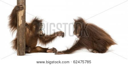 Two young Bornean orangutan playing together