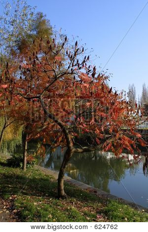 Albero a foglia rossa