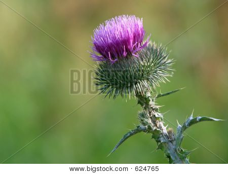Fiore di cardo
