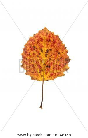 maple leaf