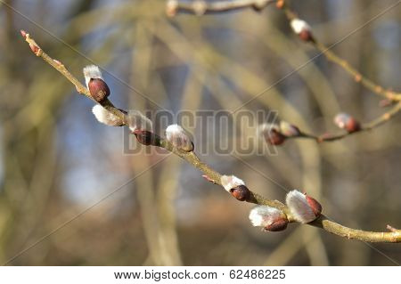 Branch with Catkins