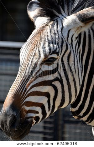 Zebra