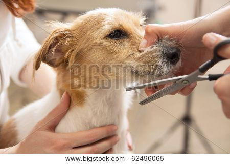 Hairdresser mows Jack Russell Terrier fur