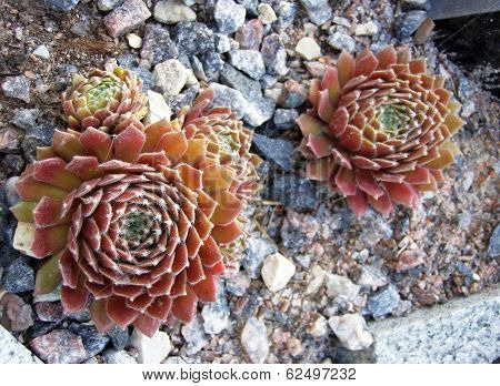Houseleek