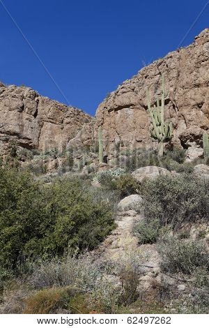 Arizona Saguaro