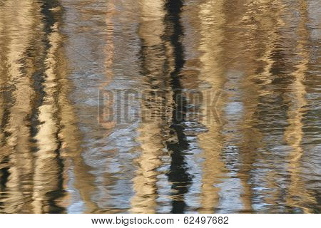 Tree Trunks Reflecting In River