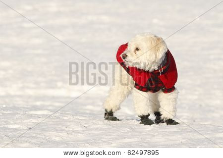 Cockapoo In Coat And Boots