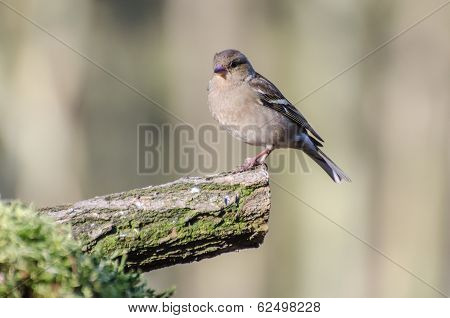 Finch