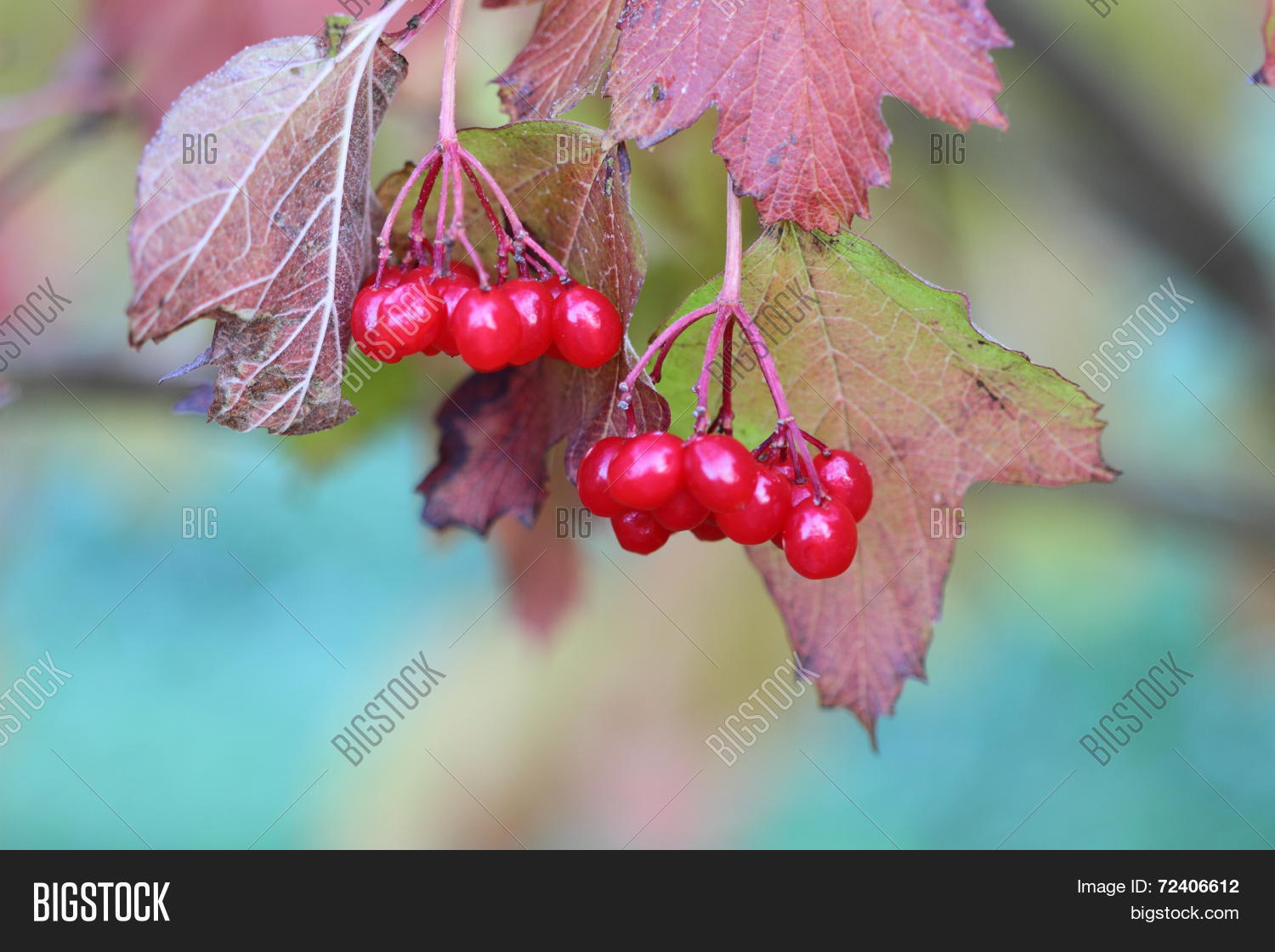 Cluster Berries Image & Photo (Free Trial) | Bigstock