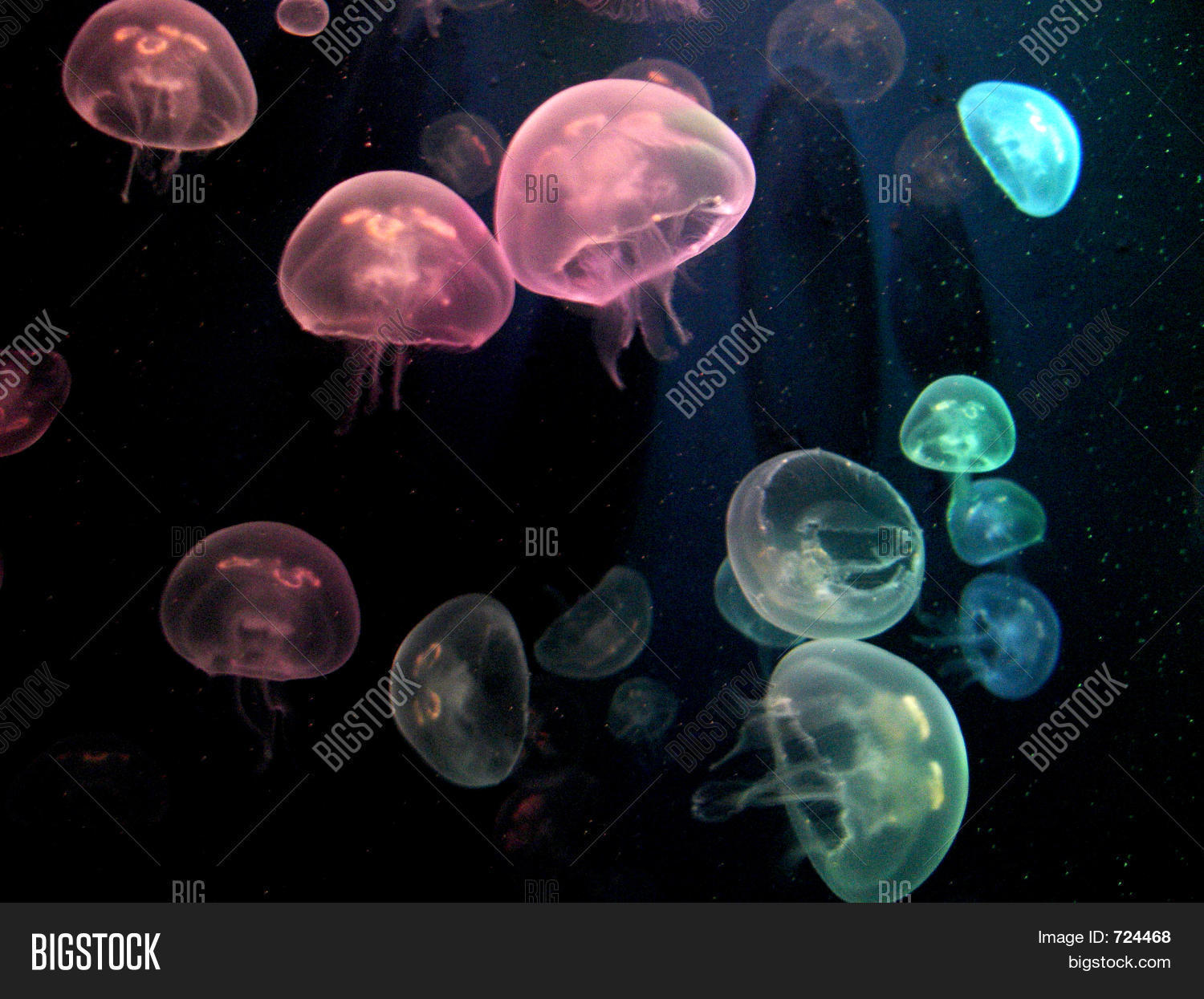 Coloured Jellyfish Image & Photo (Free Trial) Bigstock