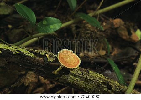 Brown mushroom on the timber