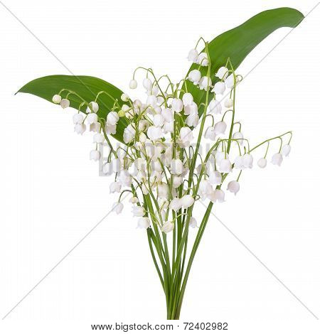 Convallaria Majalis Flowers