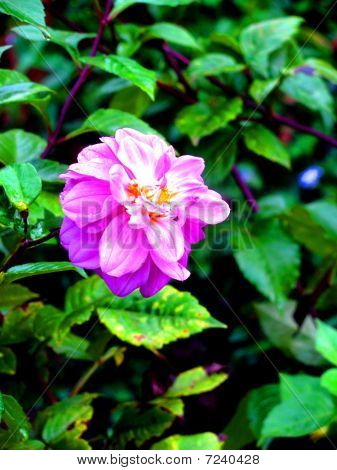 Voilet flor