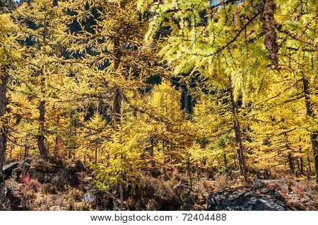 Colorful Autumn