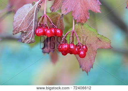 cluster of berries of a guelder-rose at the beginning of September