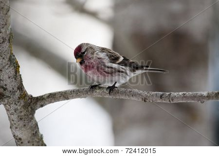 common redpoll