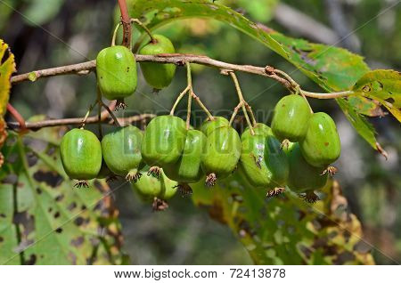 Berries Of Far-east