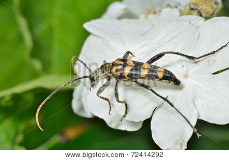 Capricorn Beetle (strangalla Arenata)