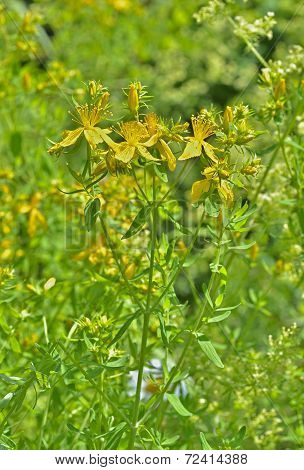 Medicinal Herb Hypericum